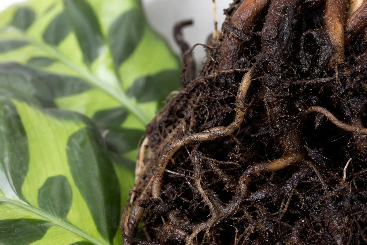 Close-up of Root Rot on Calathea Rattlesnake - diagnostic detail