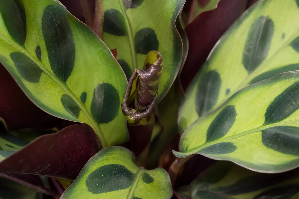 Close-up of Slow Growth on Calathea Rattlesnake - diagnostic detail