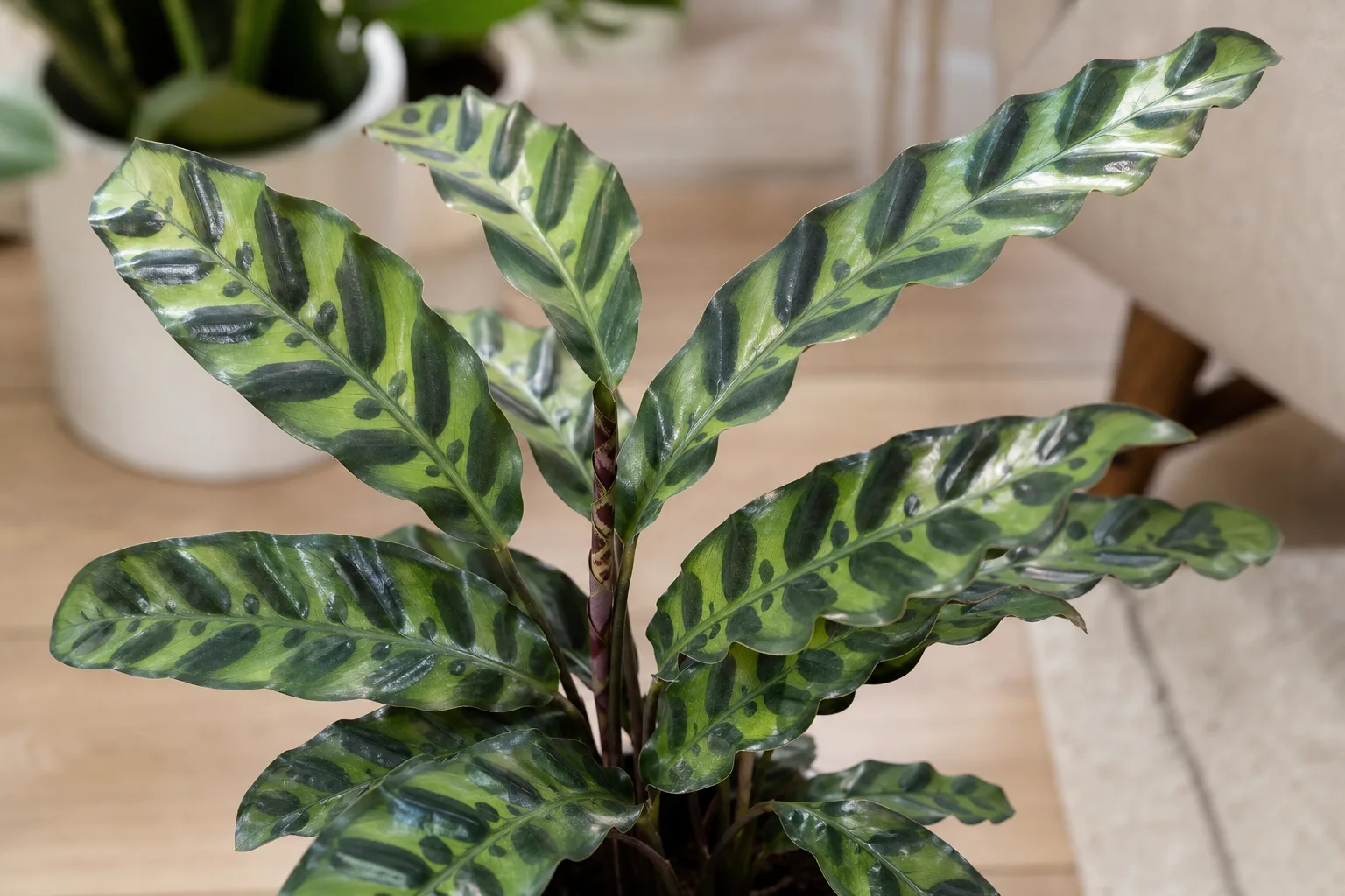 Slow Growth on Calathea Rattlesnake - visible symptom on the plant
