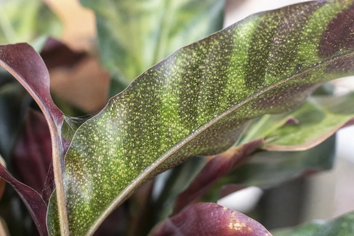 Close-up of Spider Mites on Calathea Rattlesnake - diagnostic detail