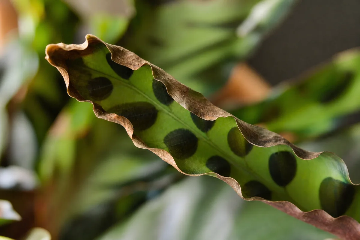 Close-up of underwatering on Calathea Rattlesnake - narrow leaf curling inward with crisp brown wavy margins
