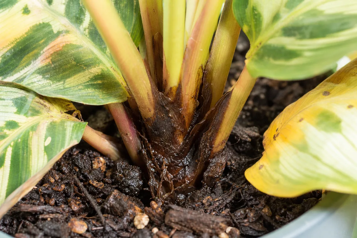 Close-up of Root Rot on Calathea - diagnostic detail