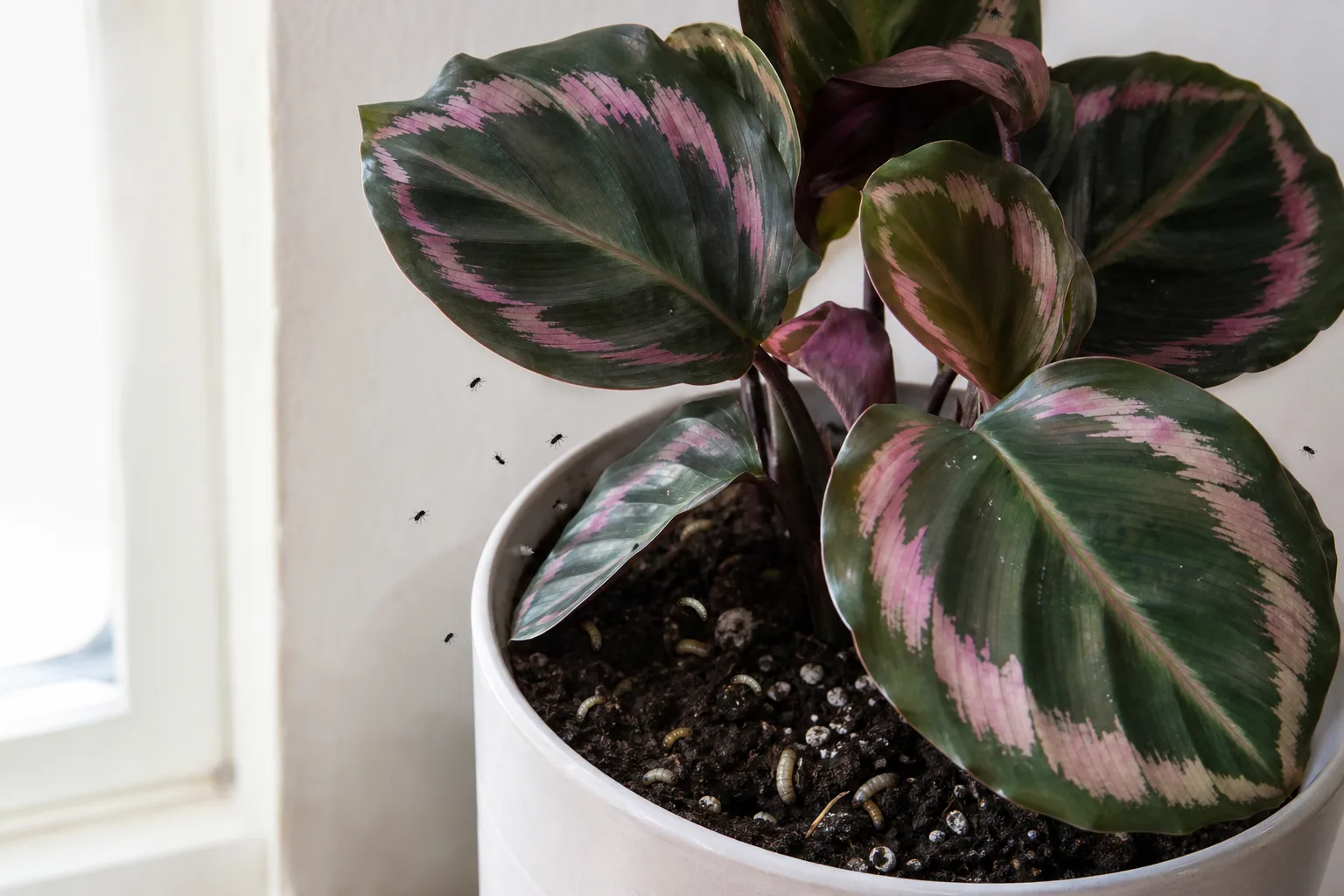 Fungus gnats on Calathea Roseopicta - tiny black flies hovering above damp potting mix
