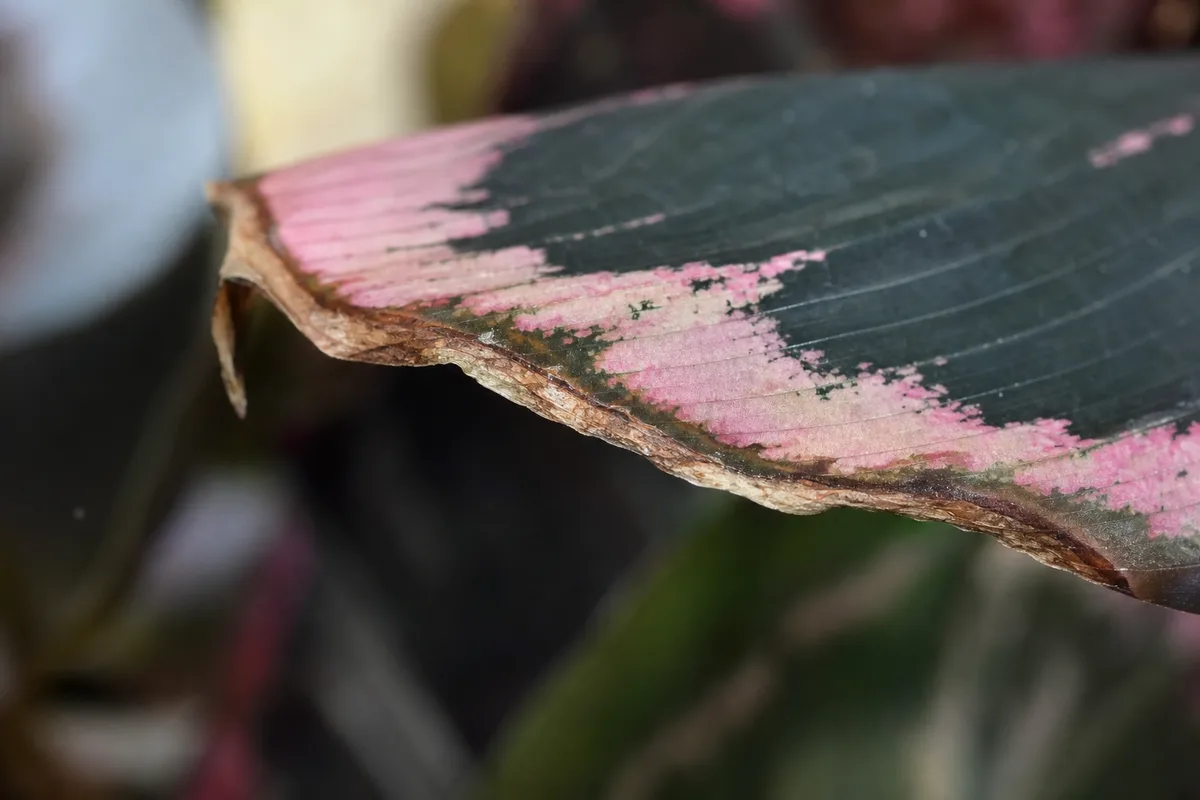 Close-up of Low Humidity on Calathea Roseopicta - diagnostic detail