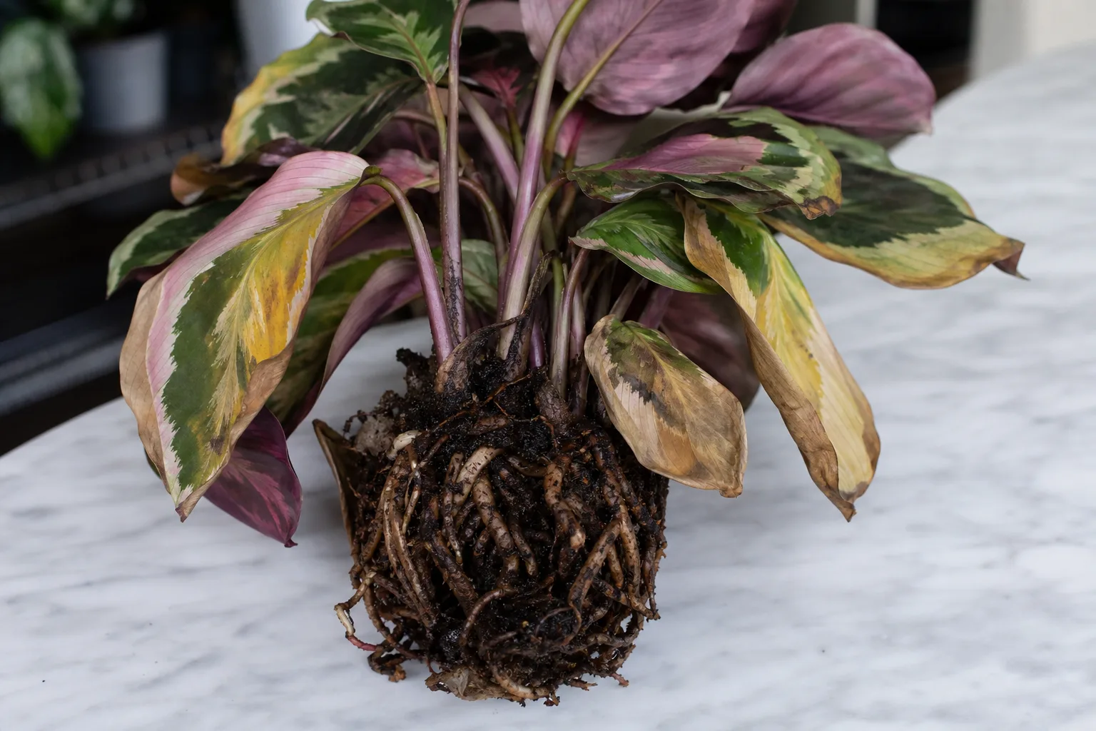 Root rot on Calathea Roseopicta - limp painted leaves, black splotches, and wet-soil wilt