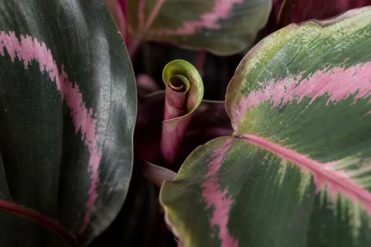 Close-up of slow growth on Calathea Roseopicta - half-unfurled center leaf roll with brown crispy edges