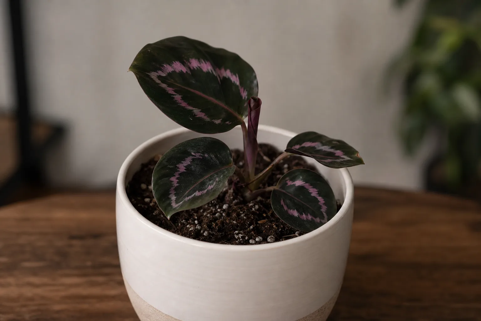 Slow growth on Calathea Roseopicta - compact clump with stalled center leaf unfurl