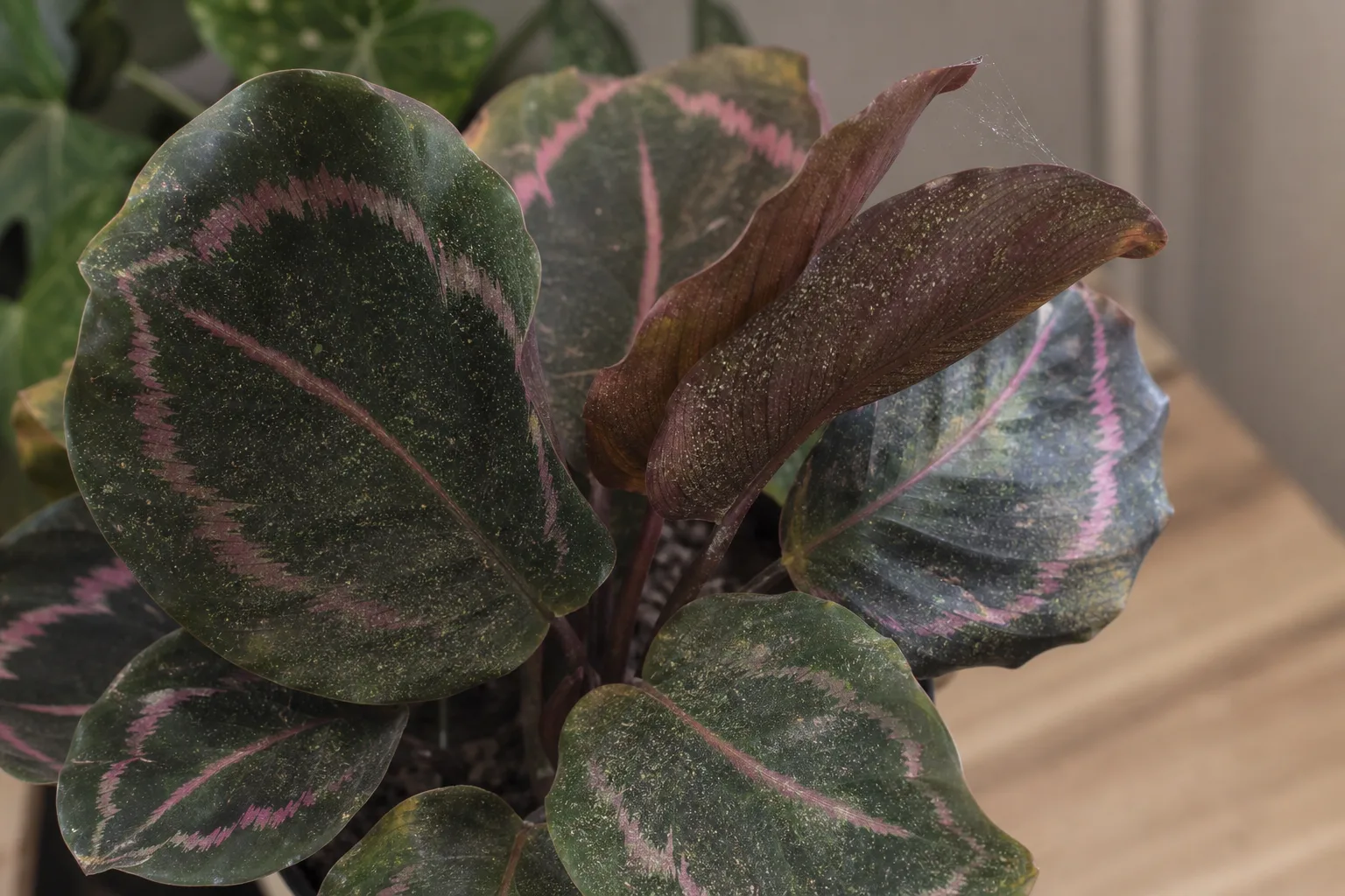 Spider mites on Calathea Roseopicta - fine stippling on painted leaf bands