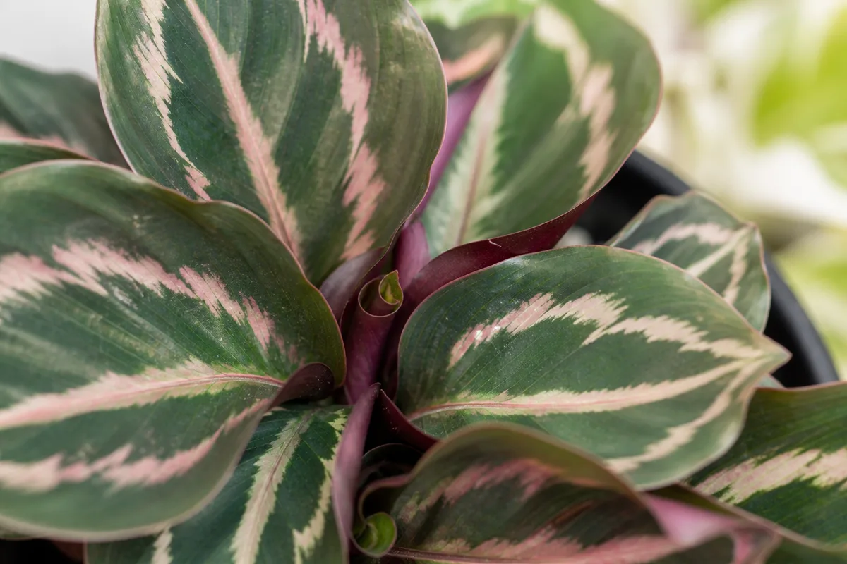 Close-up of Slow Growth on Calathea - diagnostic detail