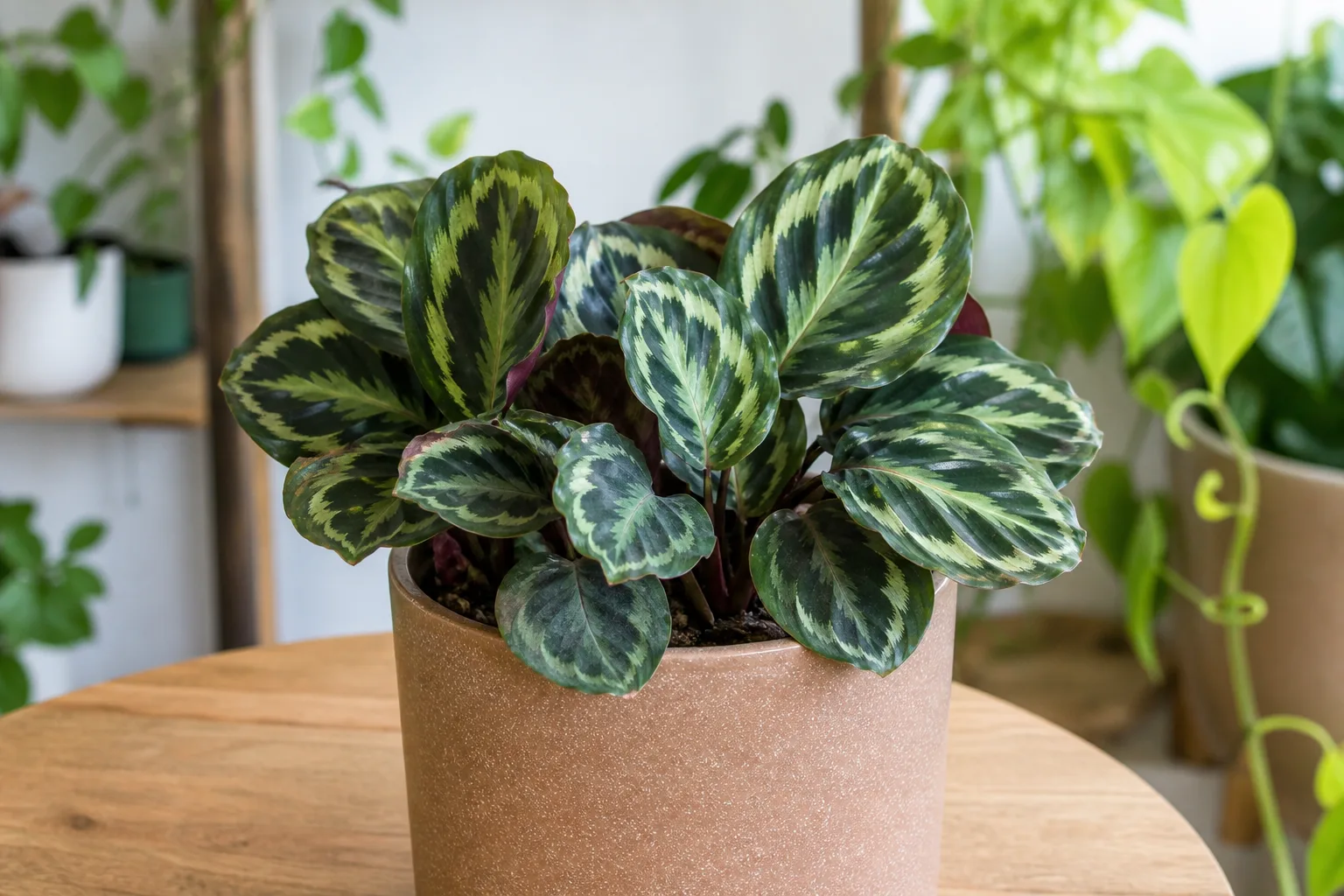 Slow Growth on Calathea - visible symptom on the plant