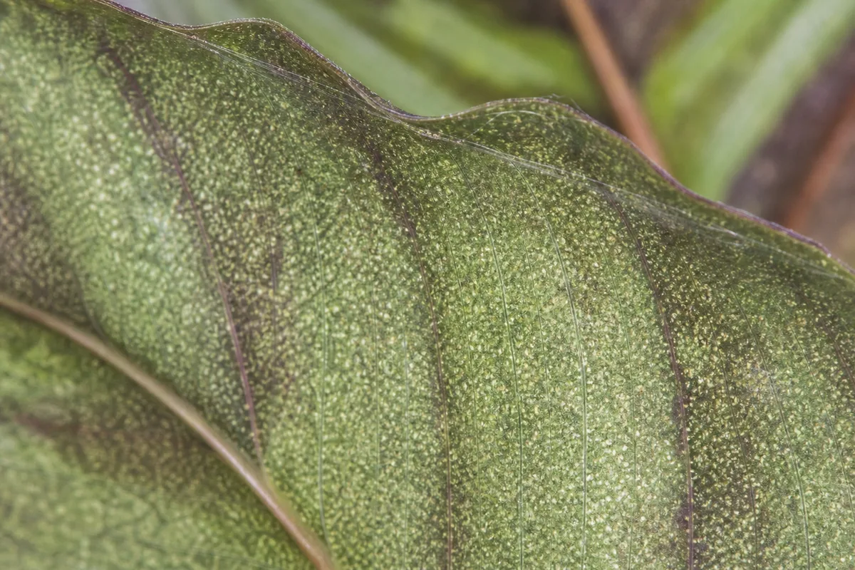 Spider mite stippling on Calathea foliage already showing dry edge damage from low humidity