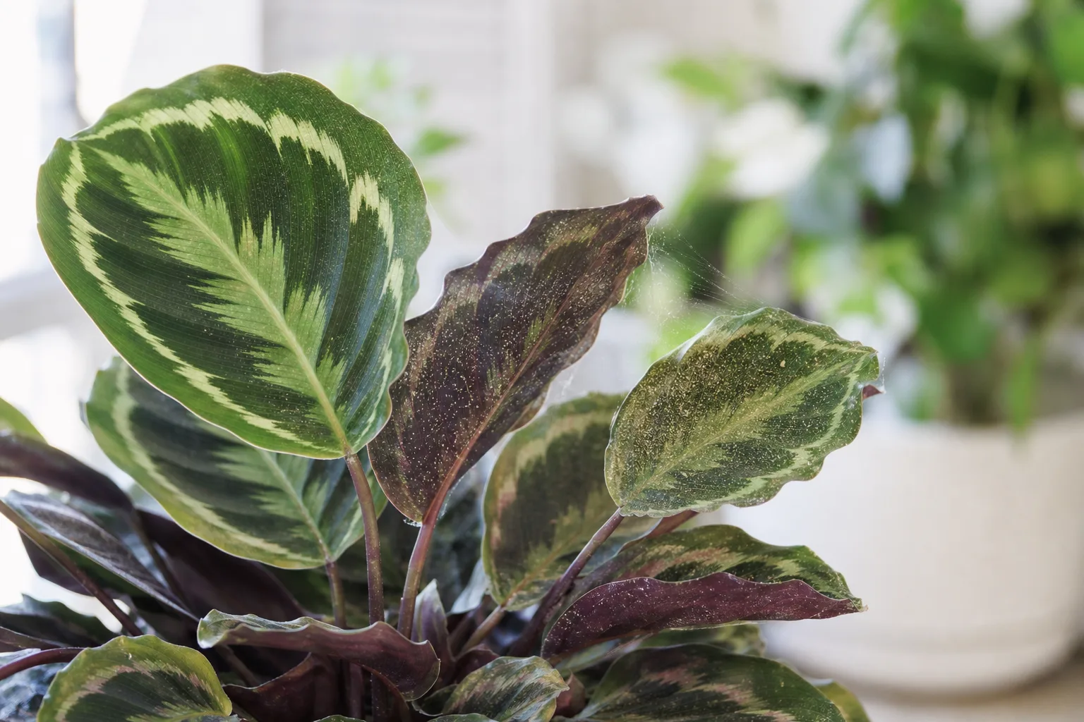 Spider Mites on Calathea - visible symptom on the plant