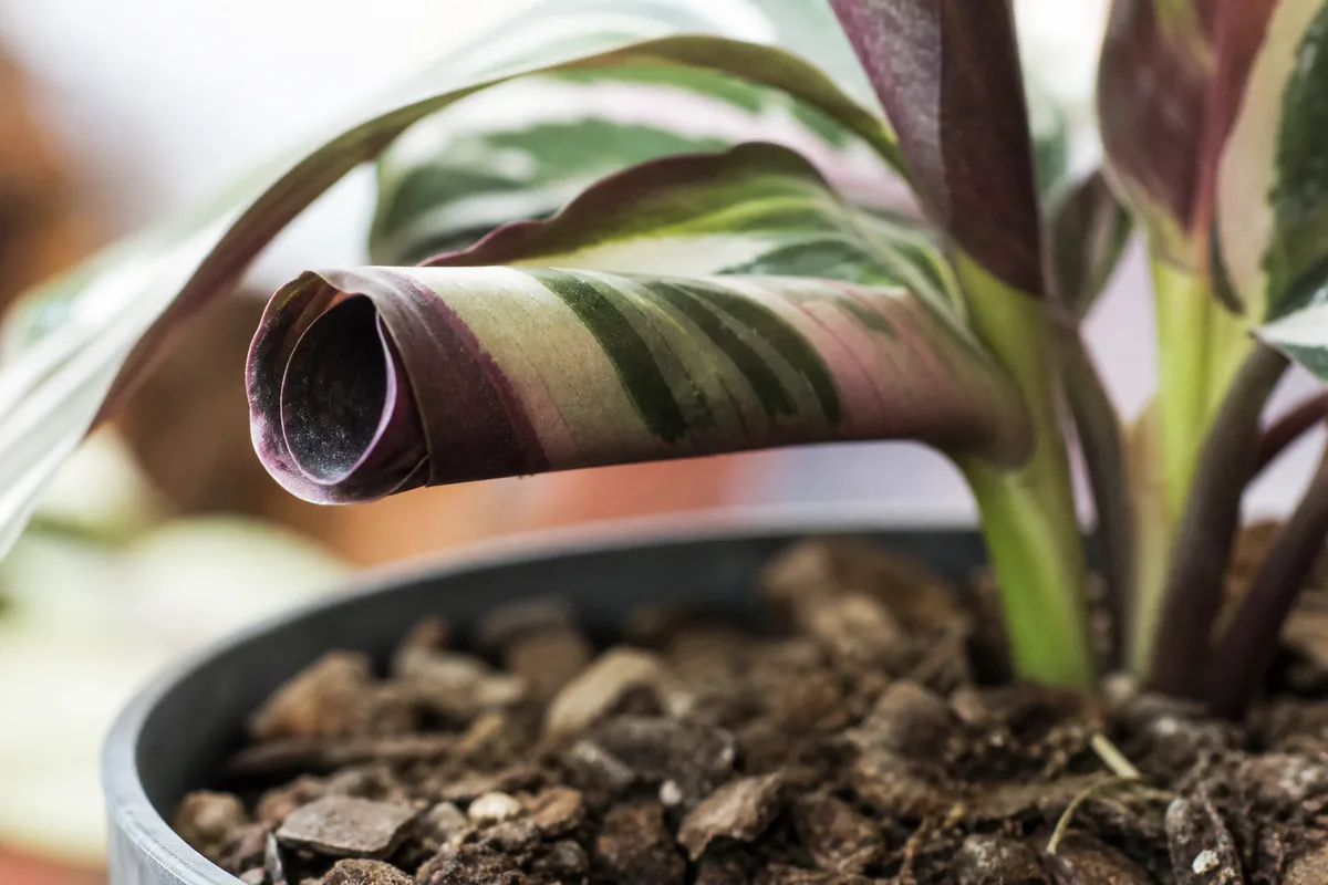 Close-up of underwatering on Calathea - inward-curling drought-stressed leaf with dry crumbly soil at the petiole base