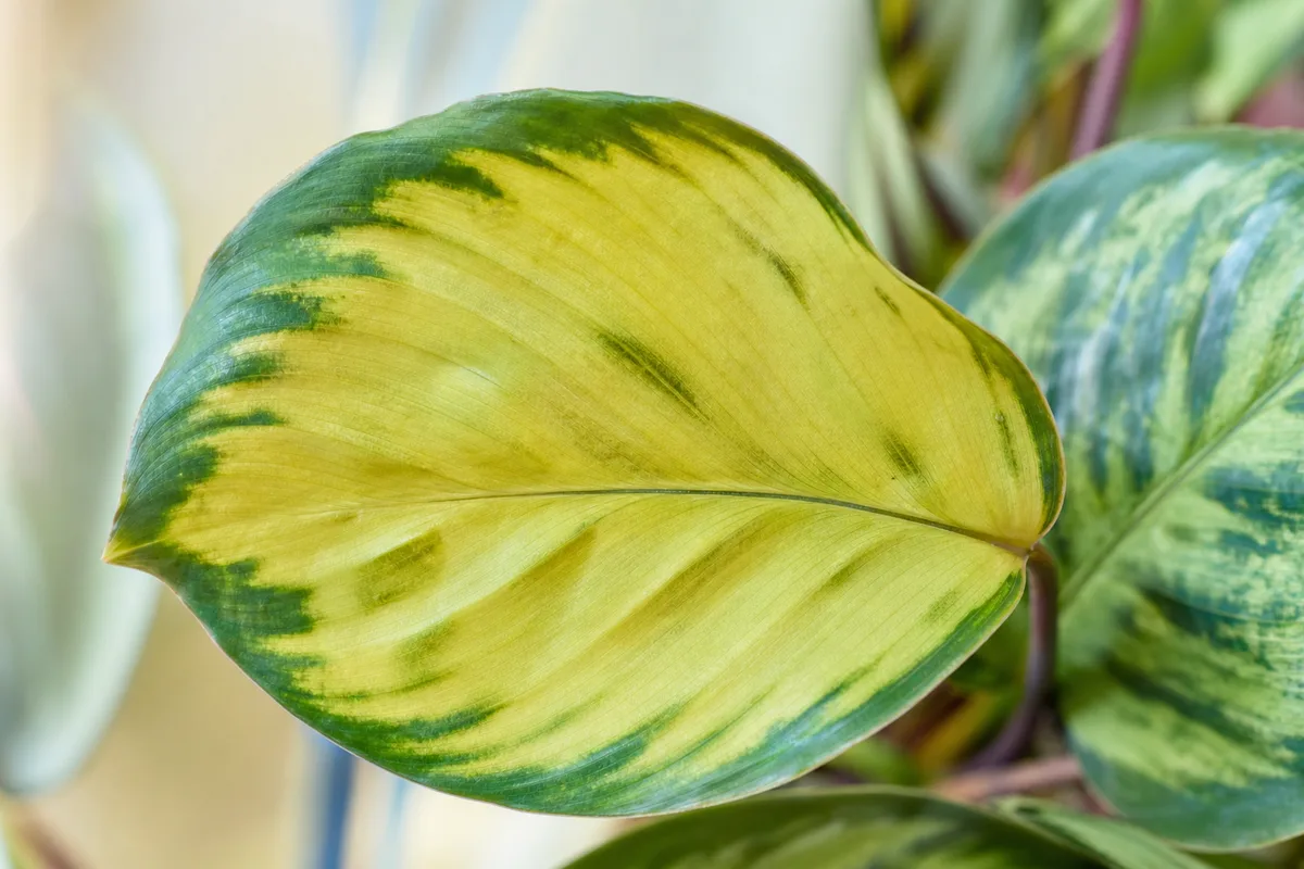 Close-up of Yellow Leaves on Calathea - diagnostic detail