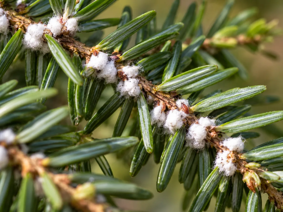 White woolly adelgid masses at the bases of needles on a Canadian hemlock twig