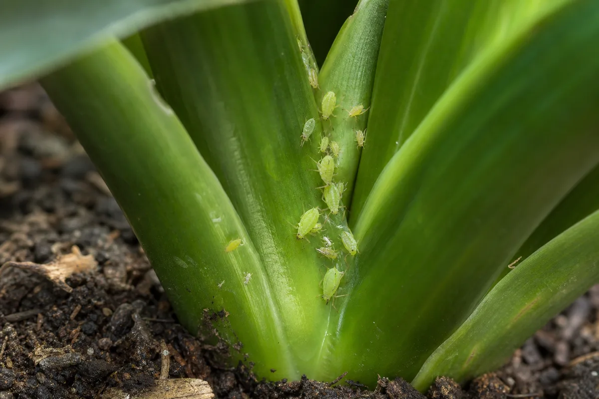 Close-up of aphids on Cast Iron Plant - pear-shaped green insects on an unfurling new leaf