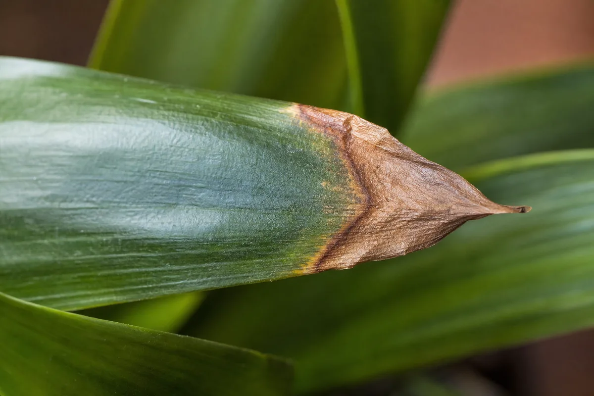 Close-up of brown tips on cast iron plant - dry papery brown necrosis at thick leaf tip