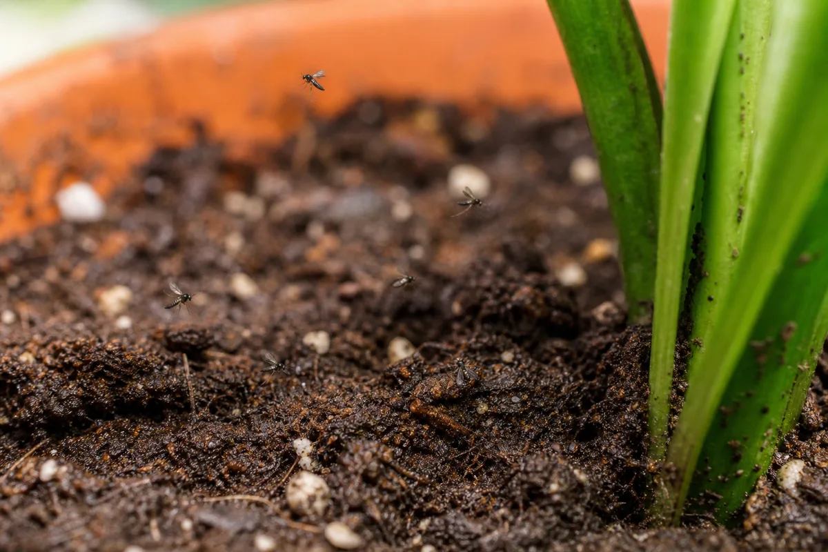 Close-up of fungus gnats on cast iron plant - tiny dark flies hovering above moist potting mix