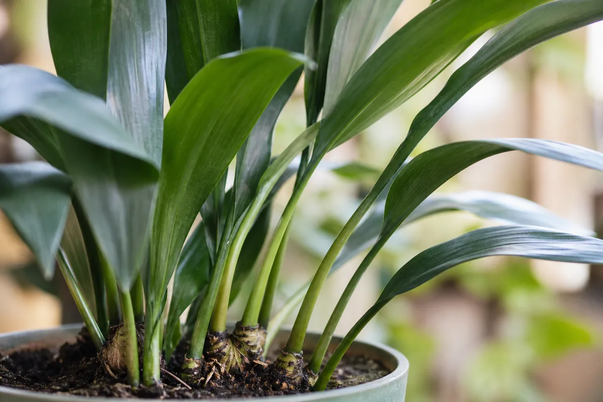 Close-up of leggy growth on Cast Iron Plant - elongated weaker petioles and wider leaf spacing at the rhizome crown