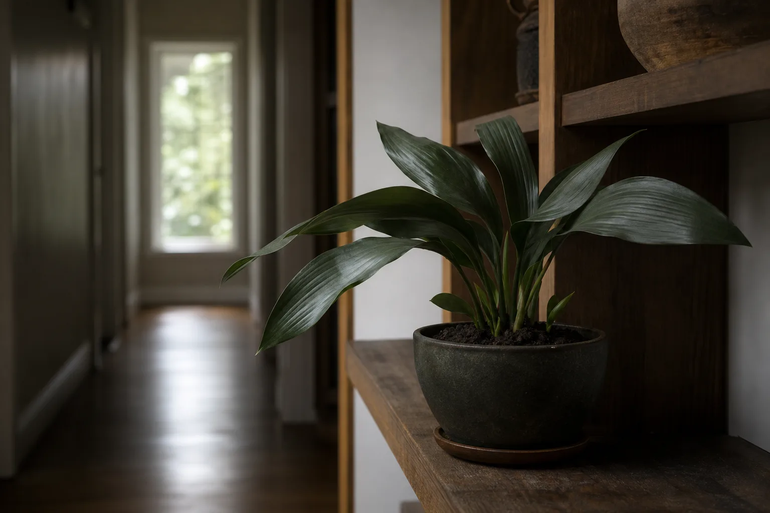 Not enough light on Cast Iron Plant - flat dull clump in a dim hallway with smaller new leaves at soil level