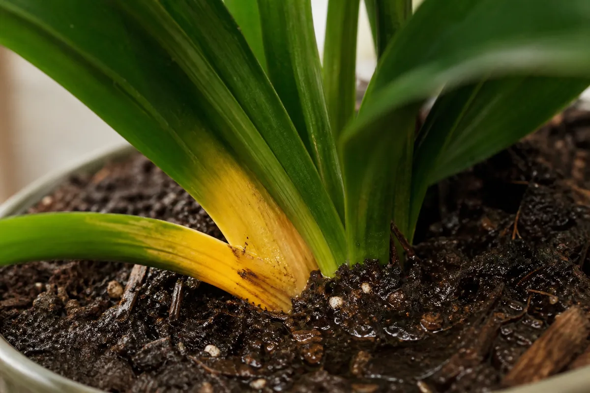Close-up of overwatering on Cast Iron Plant - yellowing lower leaf base on dark damp clinging potting mix