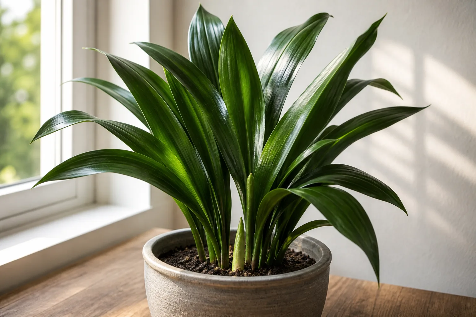 Slow growth on Cast Iron Plant - compact clump with a single new leaf spear emerging slowly from the rhizome