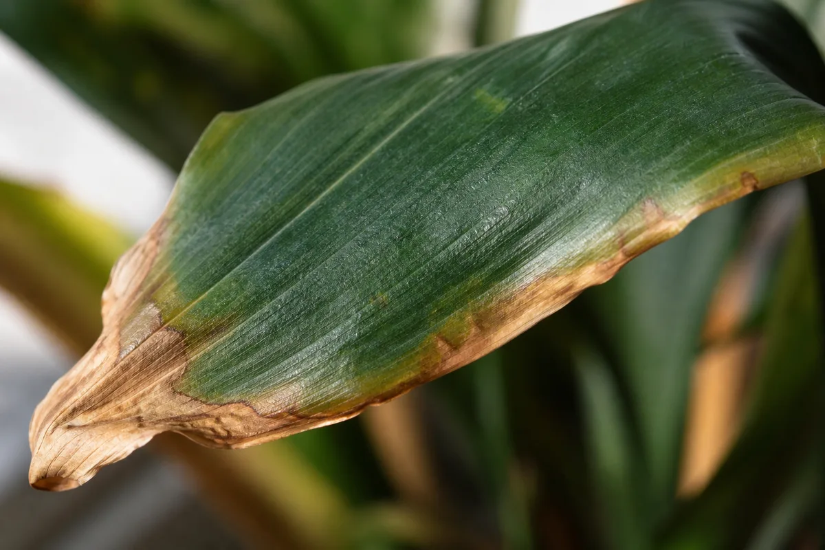 Close-up of underwatering on Cast Iron Plant - brown crispy necrotic tip on a leathery dark green leaf