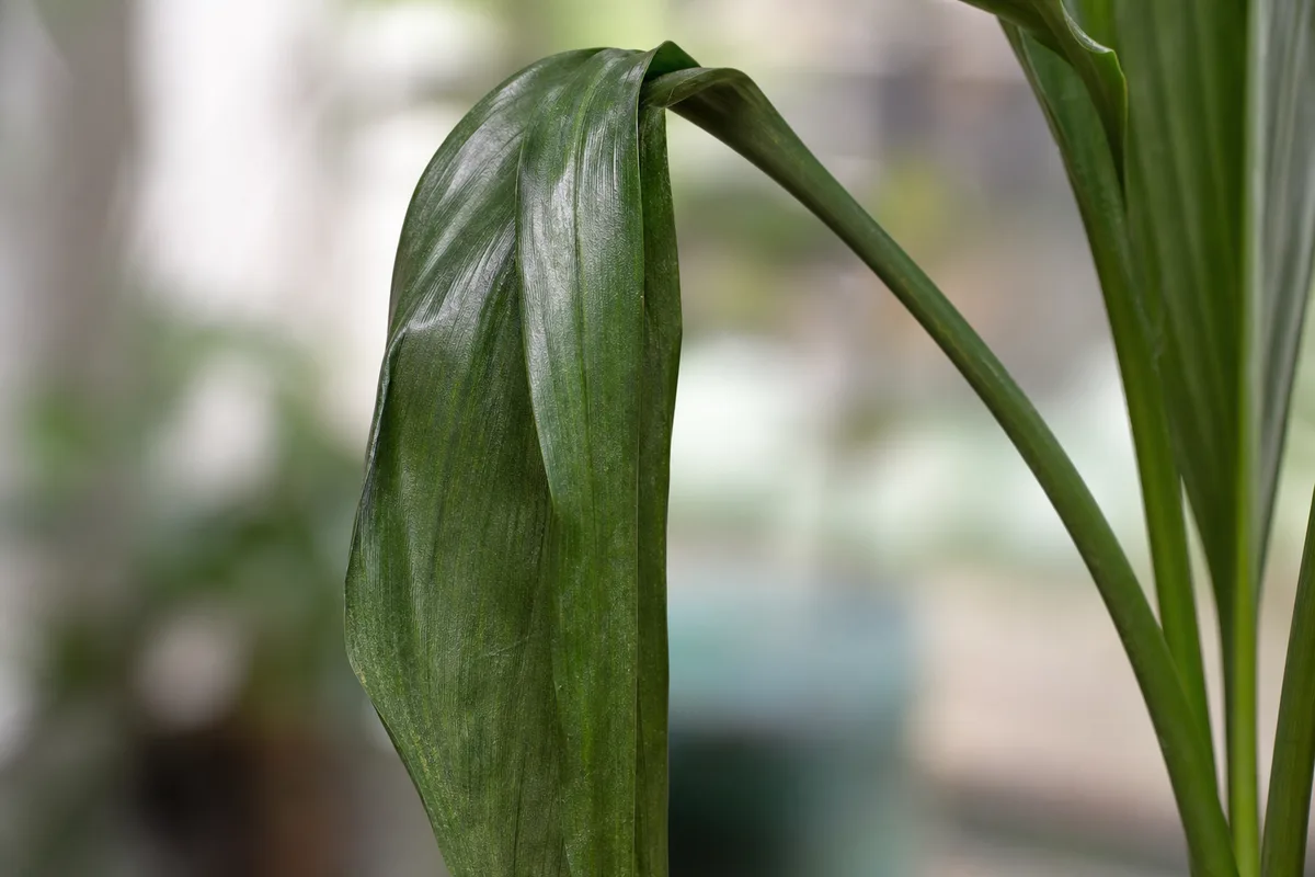 Close-up of wilting on Cast Iron Plant - limp floppy leaf blade losing turgor on a long petiole
