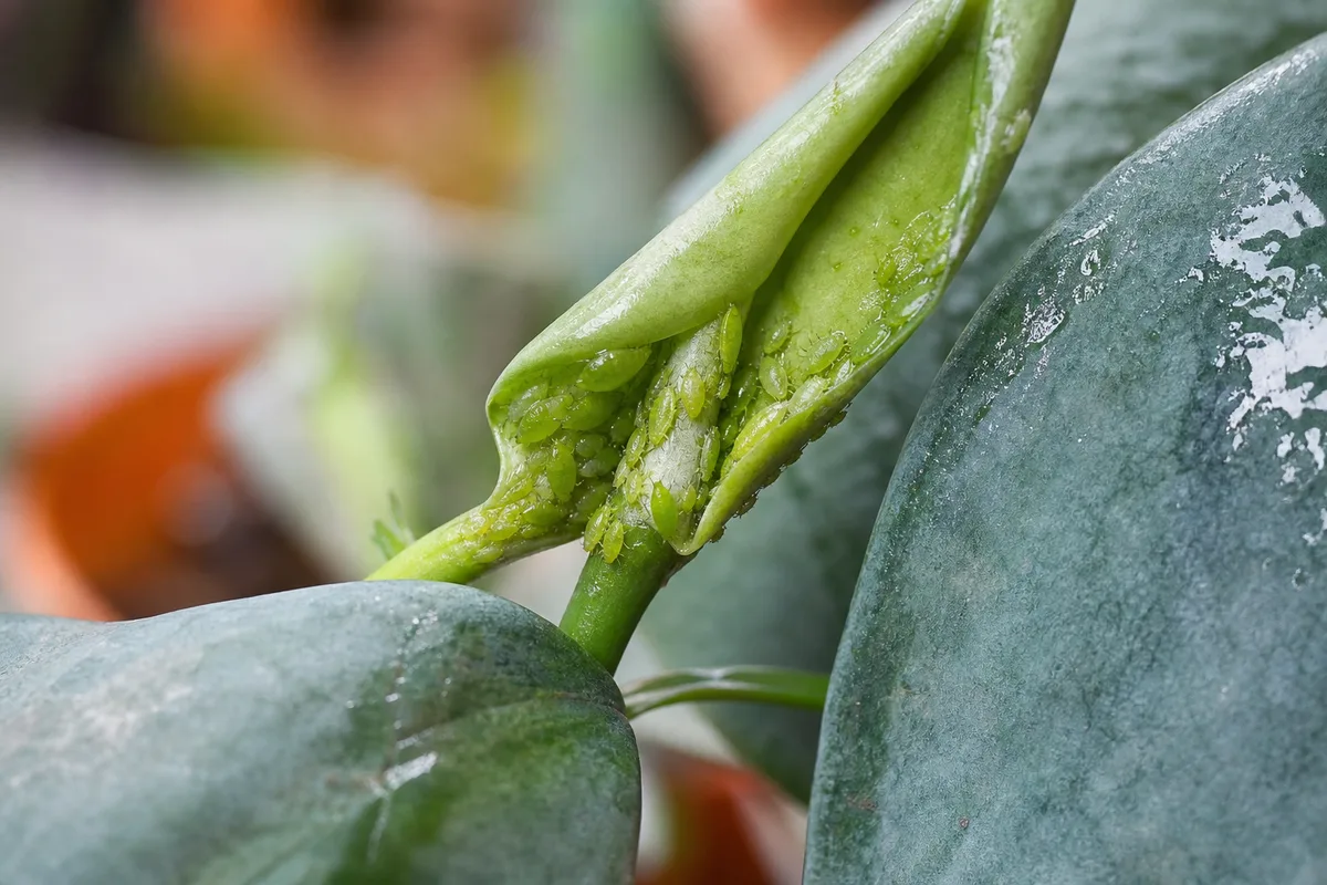 Close-up of aphids on Cebu Blue Pothos - green insects on an unfurling silver-blue leaf at the vine tip