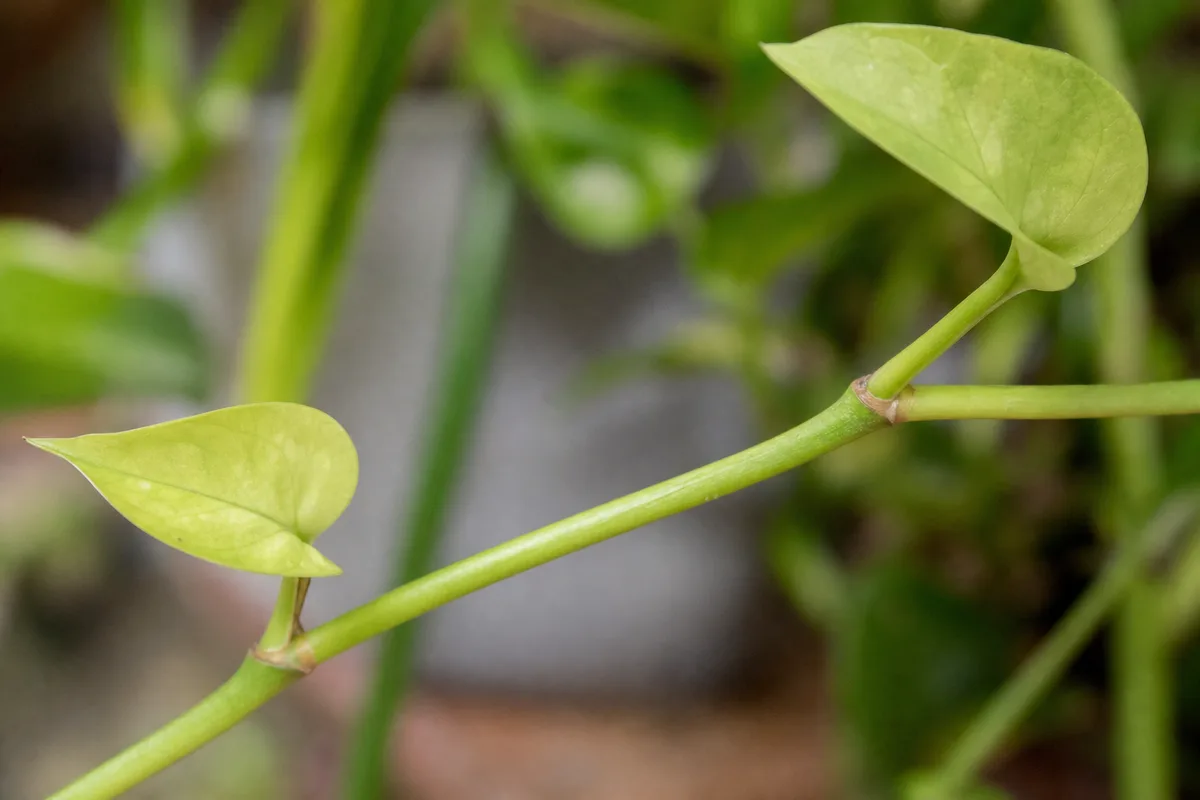 Close-up of low light on Cebu Blue Pothos - long internode spacing between small pale arrow-shaped leaves