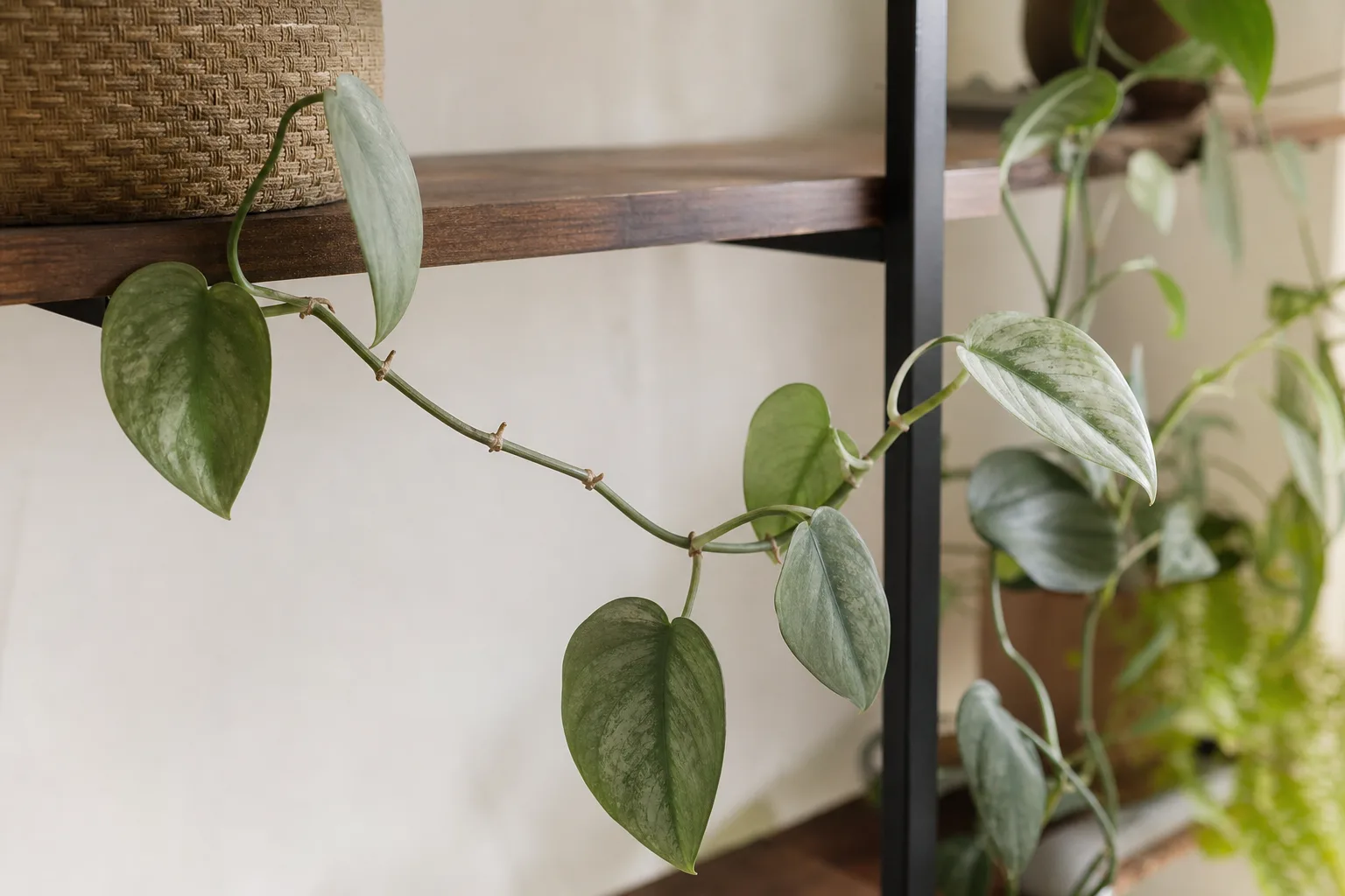 Slow growth on Cebu Blue Pothos - faded olive-green leaves with long bare internodes on a stalled trailing vine