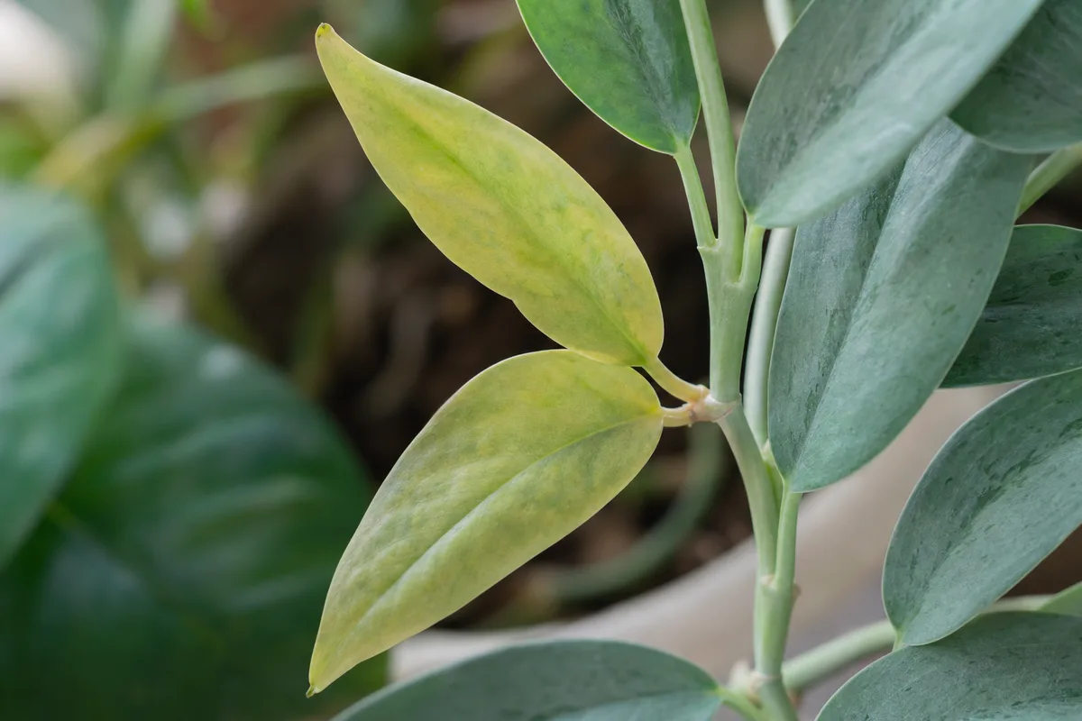 Close-up of yellow leaves on Cebu Blue Pothos - pale yellow lower leaves with faded silvery-blue sheen beside healthier blue-green growth