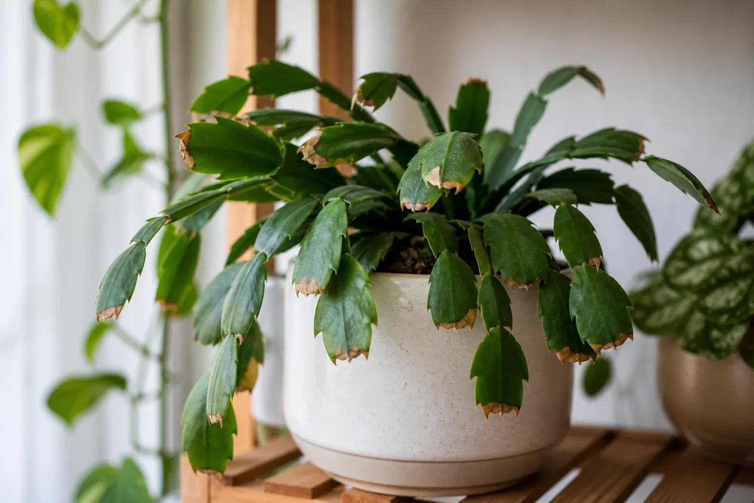 Brown tips on Christmas cactus - dry crispy tan margins at phylloclade segment ends