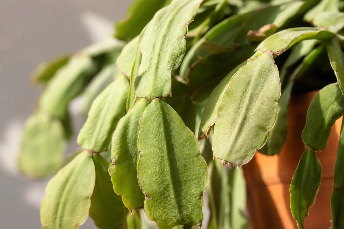 Close-up of drooping leaves on Christmas cactus - limp soft phylloclade segments with wrinkled edges