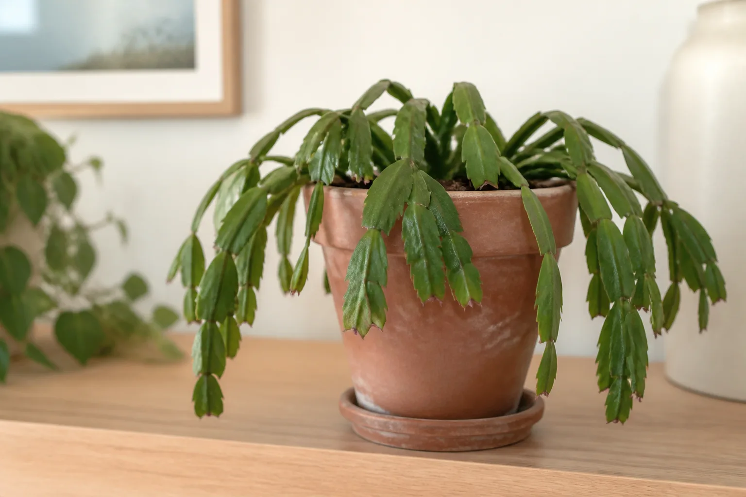 Drooping leaves on Christmas cactus - limp soft phylloclade segments losing turgor