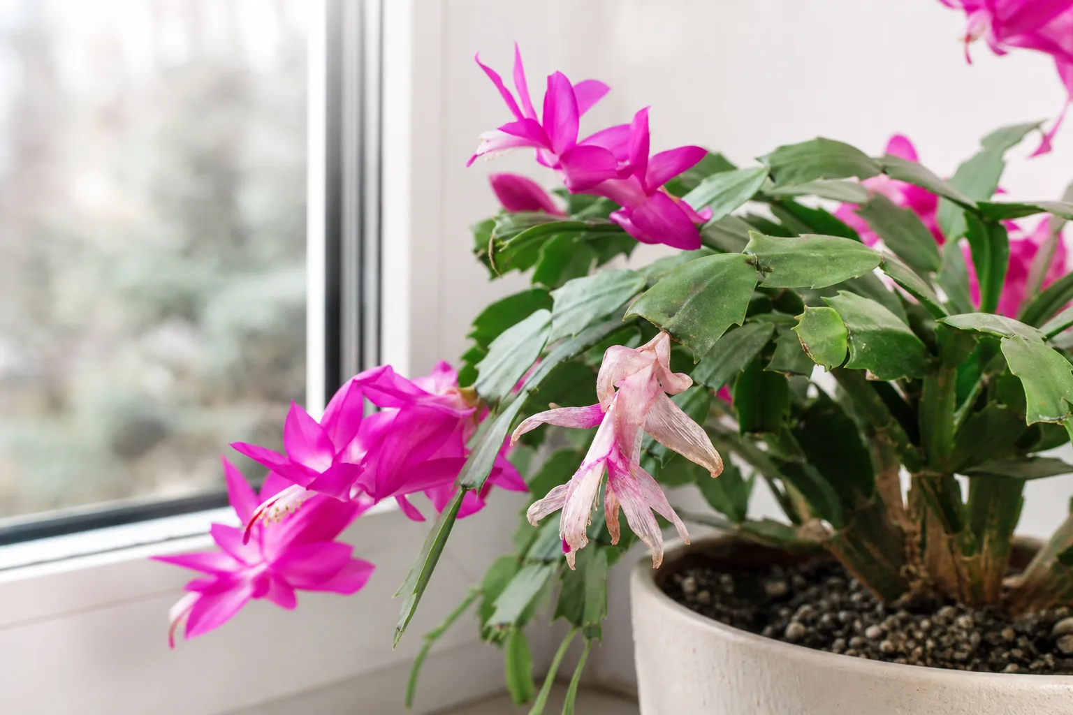 Faded flowers on Christmas cactus - pale wilting tubular bloom beside vivid fresh flowers
