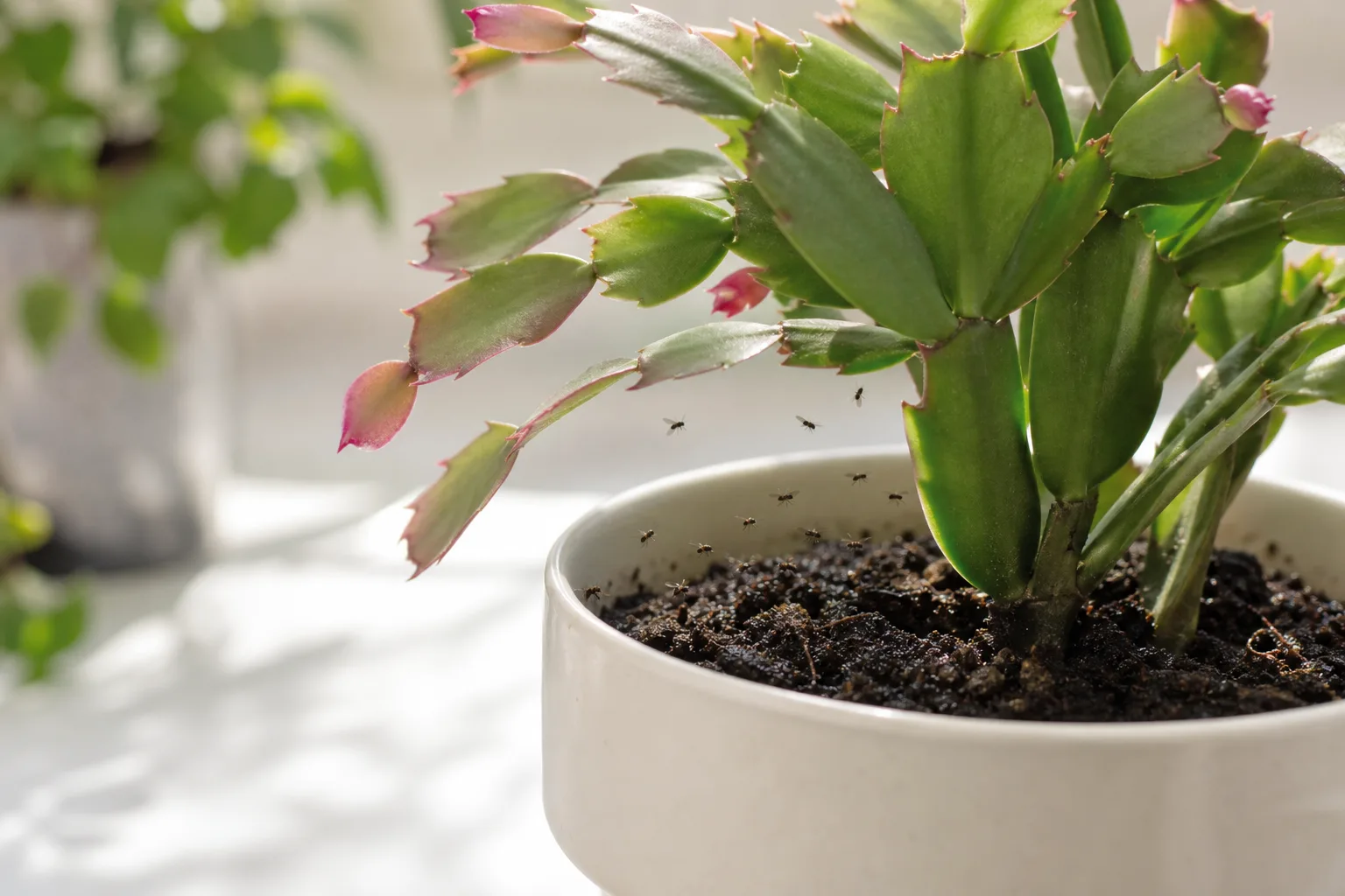 Fungus gnats on Christmas Cactus - tiny flies hovering above damp potting soil at the base