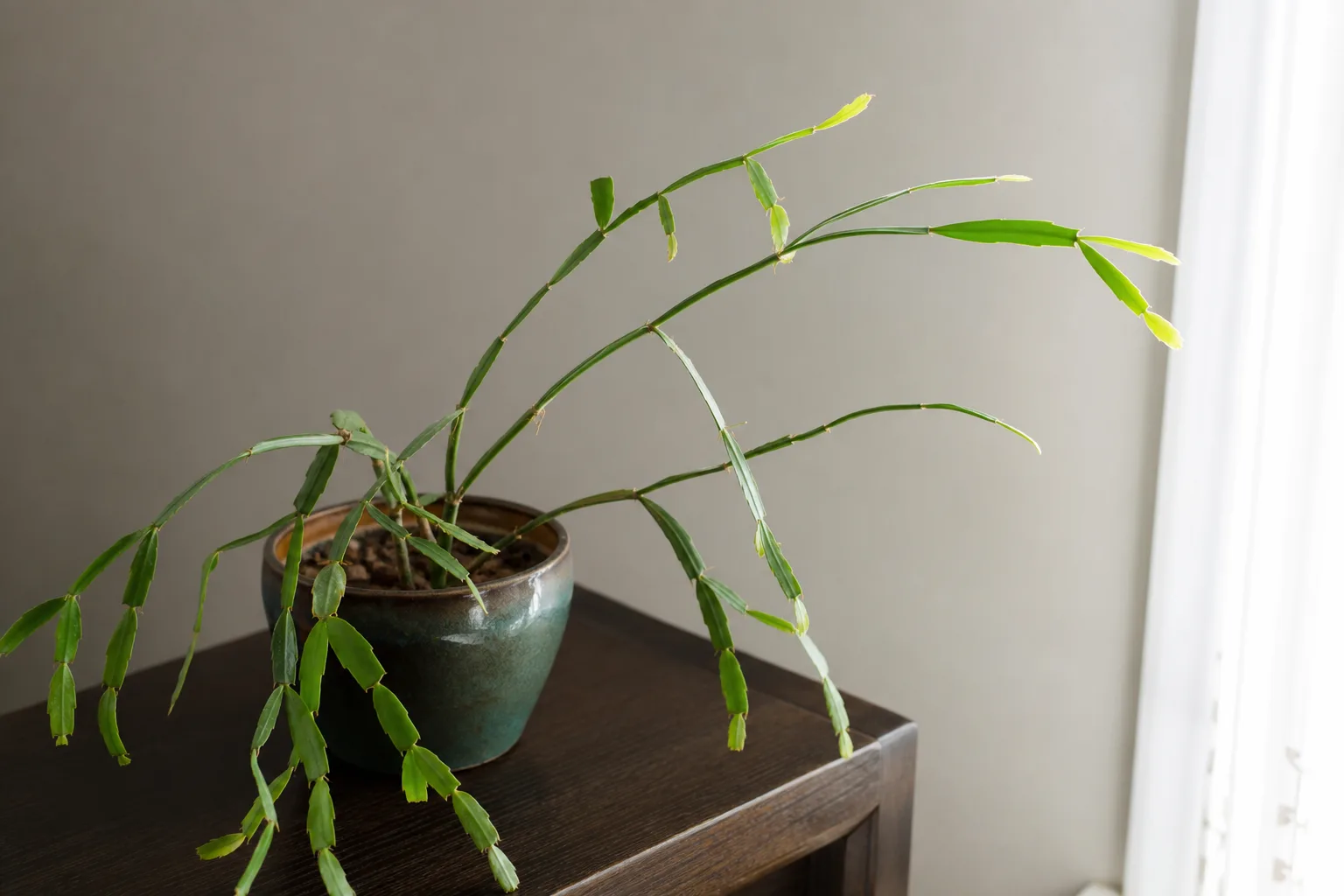 Leggy growth on Christmas cactus - long thin phylloclade chains with wide gaps between joints
