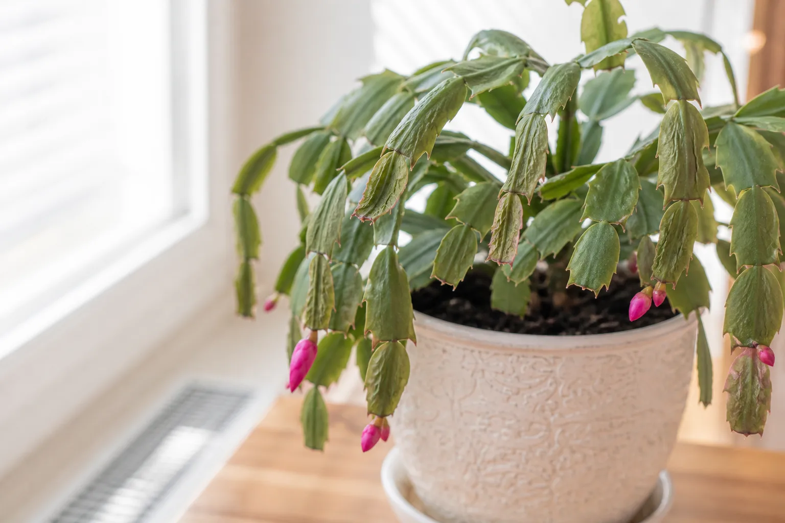 Low humidity on Christmas Cactus - thin wrinkled phylloclade segments with adequately moist soil