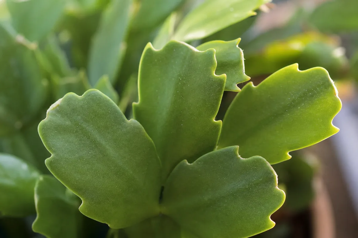 Close-up of no flowers on Christmas cactus - bare segment notches with no bud initials at phylloclade tips