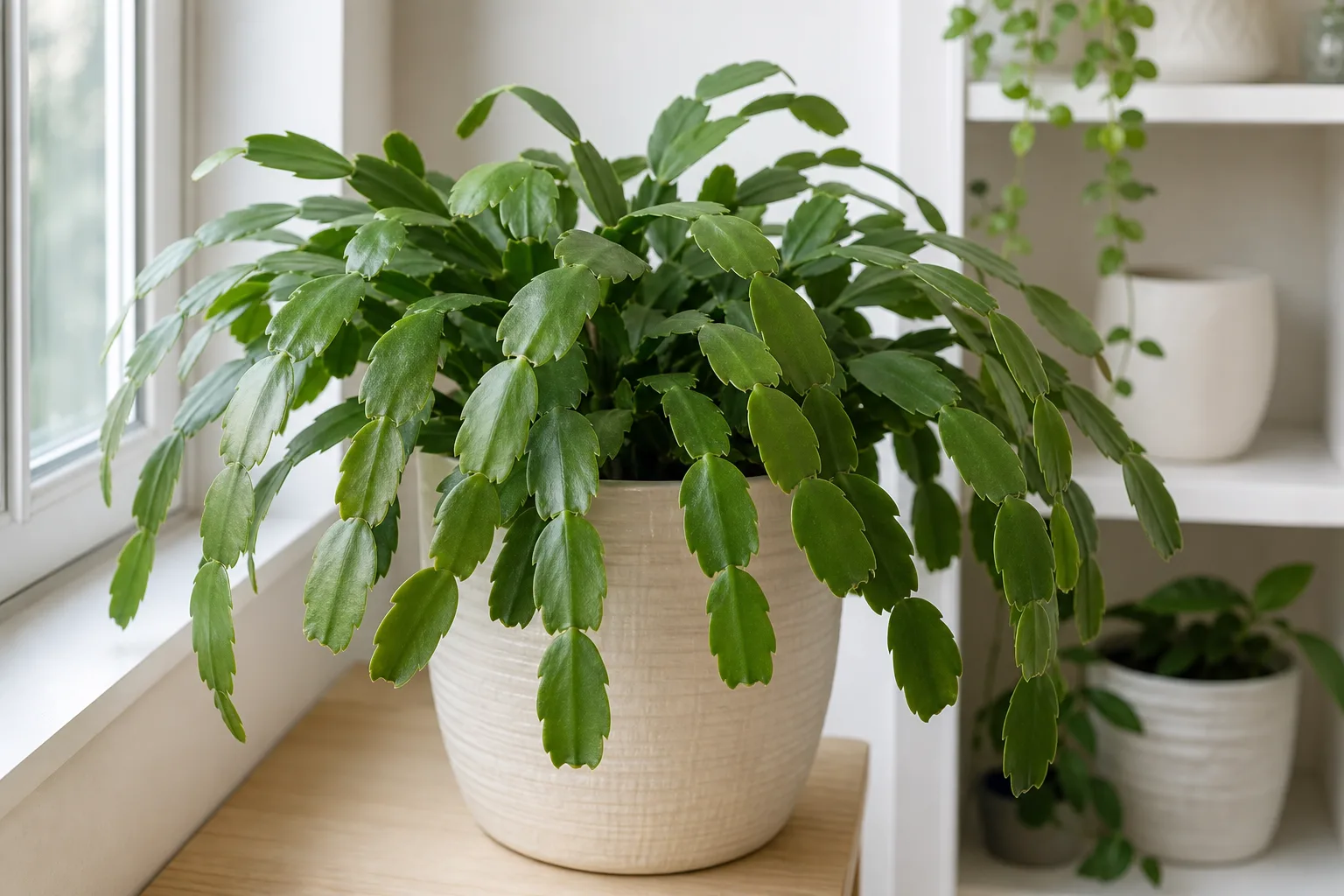 No flowers on Christmas cactus - plump green phylloclades with bare segment notches and no bud initials