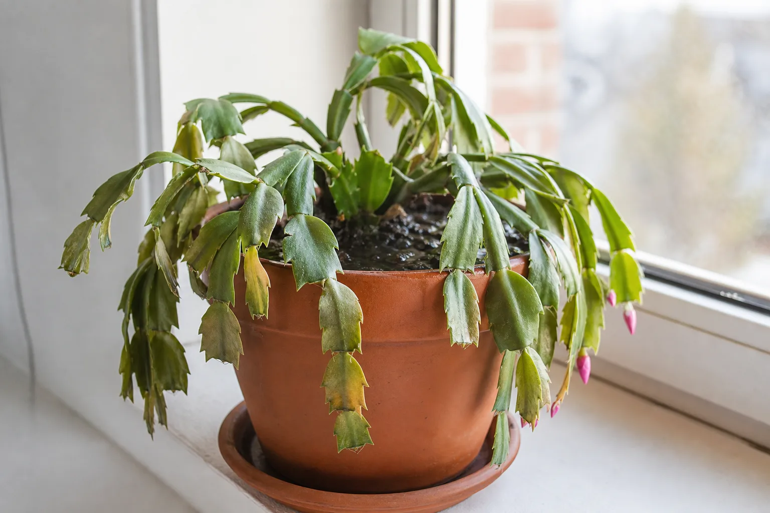Overwatering on Christmas cactus - limp phylloclades hanging on dark wet soil