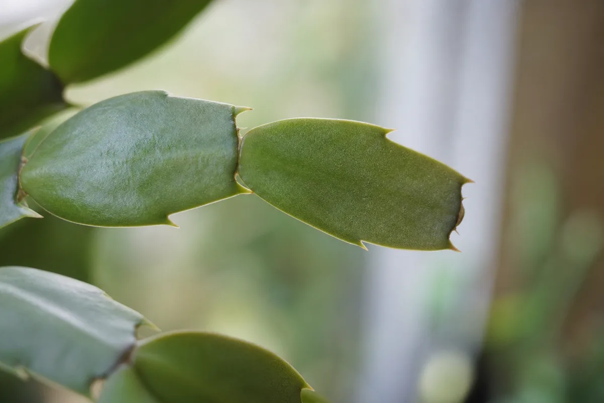 Close-up of slow growth on Christmas cactus - stalled segment tip with no new joint elongation