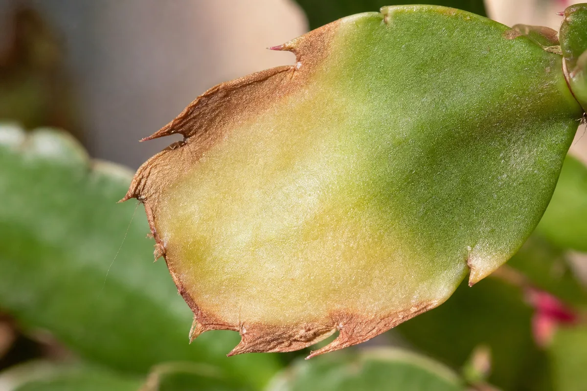 Close-up of sun scorch on Christmas cactus - bleached pale patch with crispy reddish margin on a phylloclade