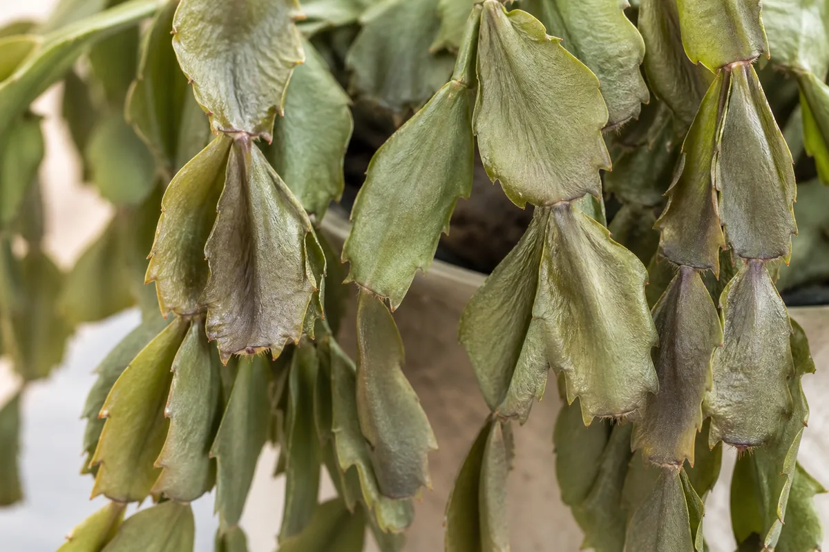 Close-up of wilting on Christmas cactus - limp deflated phylloclade segments that have lost turgor