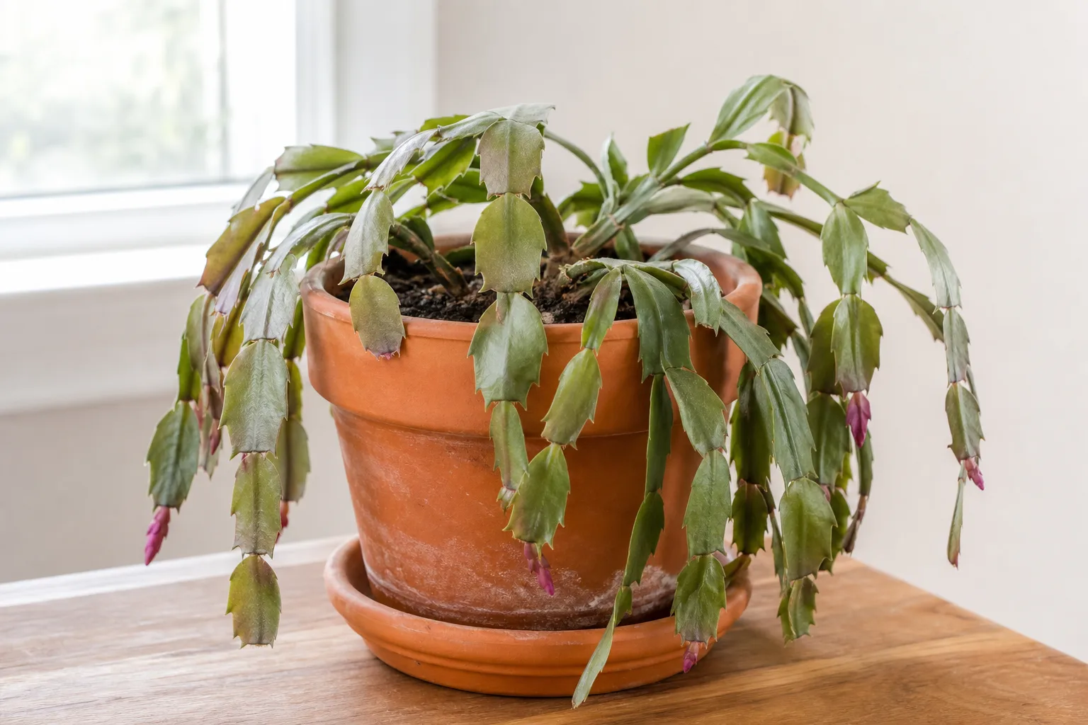 Wilting on Christmas cactus - limp collapsed phylloclades that have lost turgor