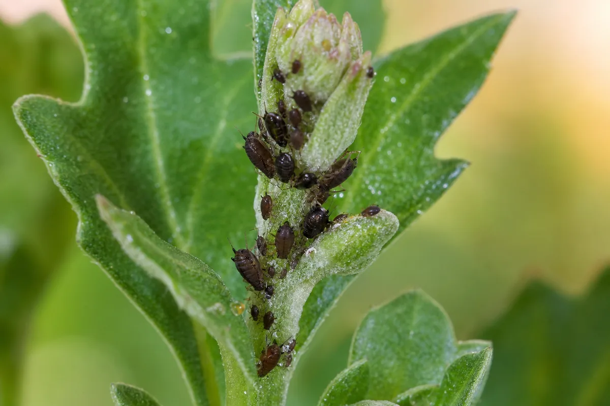 Close-up of aphids on chrysanthemum - dark mahogany insects clustered on a terminal bud