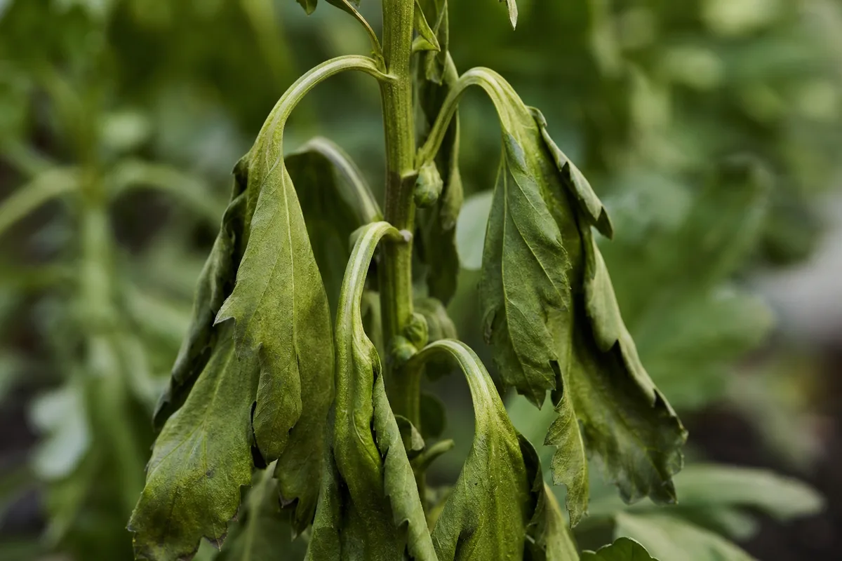 Close-up of drooping leaves on chrysanthemum - lower leaves hanging limply while upper stem and blooms stay relatively firm