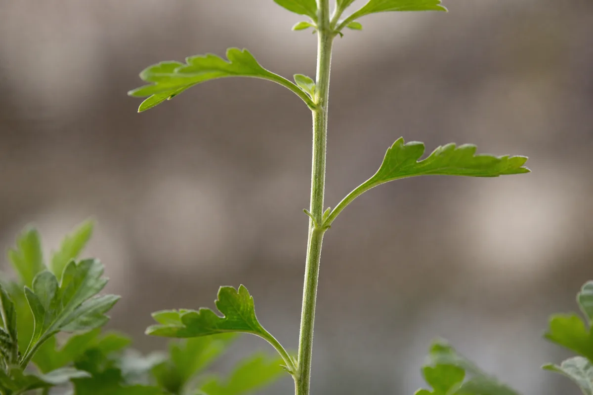 Close-up of leggy growth on chrysanthemum - elongated internodes with wide gaps between lobed leaf pairs on a thin stretched shoot