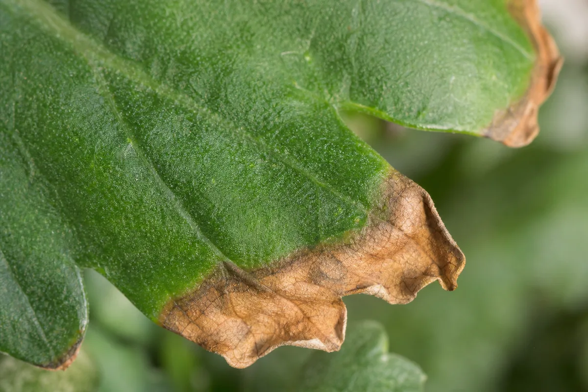 Close-up of low humidity damage on chrysanthemum - brown papery crisp margins on outer leaves while center tissue stays green and firm